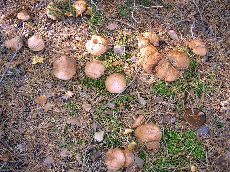 Mares au vinaigre 08